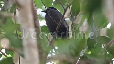 紫科乔亚珍稀鸟类在泰国和<strong>东南亚</strong>。